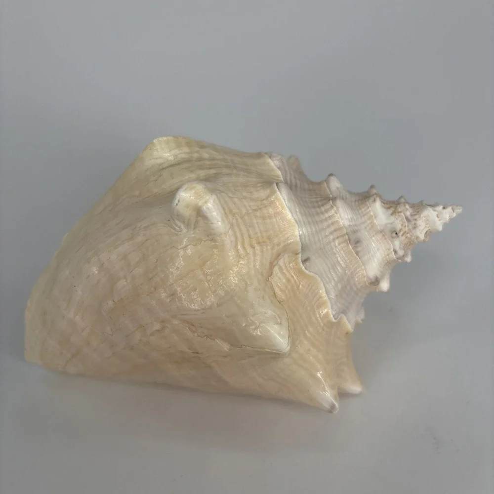 Large 8